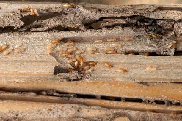 Best Pest Prevention Services  in Granger, IN